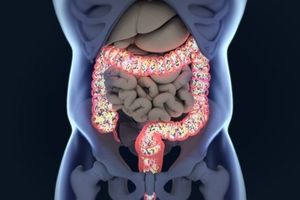 De intestinale microbiota speelt mee bij de pathogenese van leververvetting